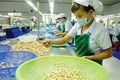越南腰果仁出口位居世界第一