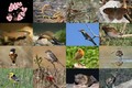 Tăng cường bảo vệ các loài chim di cư, bảo vệ đa dạng sinh học