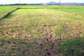 Nhiều đồng ruộng ở Vĩnh Phúc bị bỏ hoang trong vụ Đông