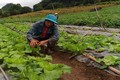 Chàng trai người Mông trồng rau sạch thu 200 triệu đồng/năm
