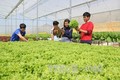 Hà Nội đẩy mạnh xây dựng mô hình nông nghiệp công nghệ cao