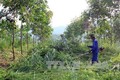 Trồng xen cây trong vườn cao su ở Lai Châu để tăng thu nhập