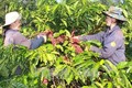 Đắk Lắk giảm diện tích cà phê ngoài vùng quy hoạch