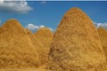 An Giang đầu tư trên 500 tỷ đồng sản xuất năng lượng từ phụ phẩm cây lúa