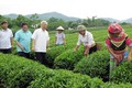 Bước ngoặt cho người trồng chè ở Tuyên Quang