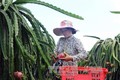 Bình Thuận tái cơ cấu nông nghiệp hiệu quả