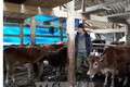 Cách nuôi trâu bò mùa rét