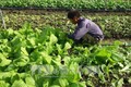 Nông dân “sống khỏe” nhờ trồng rau hữu cơ