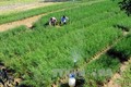Bình Thuận: Hiệu quả chính sách giao đất, giao rừng cho đồng bào dân tộc