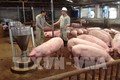 Người chăn nuôi e ngại tái đàn do giá lợn vẫn ở mức thấp