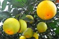 Xác lập chỉ dẫn địa lý “Vinh” cho sản phẩm cam quả