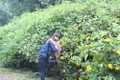 Chiêm ngưỡng hoa dã quỳ tại Vườn Quốc gia Ba Vì, Hà Nội