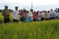 Trà Vinh lưu ý nông dân nên sử dụng giống lúa chịu mặn để tránh thiệt hại
