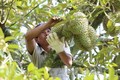 Tiền Giang: Giá một số loại trái cây đang tăng mạnh
