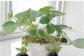 Kỹ thuật trồng cây dâu tây đen tại nhà cho quả sai trĩu cành 