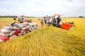 Đồng Tháp sản xuất lúa chất lượng cao, đáp ứng thị trường xuất khẩu