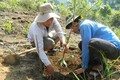 Hướng dẫn kỹ thuật trồng, chăm sóc cây mắc ca
