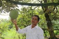 Tiền Giang hình thành vùng chuyên canh cây ăn quả đặc sản