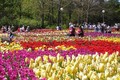 Festival hoa Đà Lạt 2017: Du khách sẽ mãn nhãn với nhiều không gian hoa, trà và tơ lụa