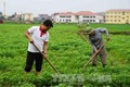 Hiệu quả từ mô hình chuyển đổi cơ cấu kinh tế cây trồng ở Song Liễu