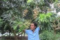 Kinh nghiệm cho nhãn ra hoa trái vụ của lão nông Hoàng Quang Tuấn
