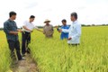 Long An nâng cao kỹ thuật sản xuất lúa cho nông dân