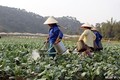 Người dân Lạng Sơn tăng cường phòng chống rét hại cho hoa màu