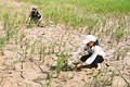 越南努力在水稻生产过程中减少温室气体排放 