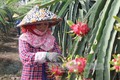 Nhiều triển vọng với xuất khẩu trái cây Việt Nam (Bài 1)