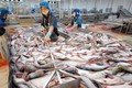 2017年越南查鱼出口额有望达18亿美元