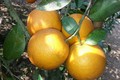 “荣橙子”成为全国境内受保护产品