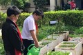 Nhân rộng mô hình “Vườn rau sạch của em” ở Gia Lai