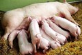 Kỹ thuật chăm sóc lợn nái sau đẻ