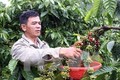 Mưa kéo dài làm chậm tiến độ thu hoạch cà phê ở Tây Nguyên