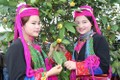 Lễ hội " Bình Liêu - Mùa hoa Sở" và "Rực rỡ Trà hoa vàng" ở Quảng Ninh