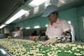 柬埔寨成为越南腰果原料第五大供应国