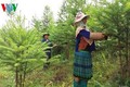 Lai Châu trồng trên 5.350 héc ta rừng thay thế