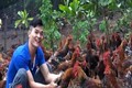Anh Chìu Quý Nguyên làm giàu từ mô hình chăn nuôi gà