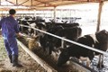 Mộc Châu nâng cao chất lượng đàn bò sữa