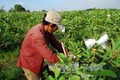 Hiệu quả mô hình trồng ổi Nữ Hoàng giúp nông dân thoát nghèo