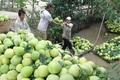 中国市场对越南九龙江三角洲地区绿皮柚需求猛增