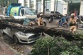 Mưa đầu mùa kèm gió mạnh làm đổ cây trên phố Phan Huy Chú (Hà Nội)