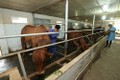 Hà Nội ứng dụng công nghệ cao vào sản xuất tinh bò thịt