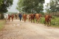 Phát triển mạnh đàn bò thịt ở xã Nhơn Tân