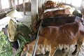 Sóc Trăng phát triển chăn nuôi bò thịt theo hướng nâng cao giá trị gia tăng