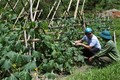  Nhân rộng các mô hình trồng rau an toàn giúp tăng thêm thu nhập cho đồng bào dân thiểu số ở Kỳ Sơn