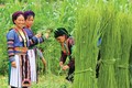 Cây lanh - biểu tượng văn hoá người Mông