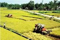 Thành công trong chuyển đổi cơ cấu cây trồng, vật nuôi ở Bình Sơn
