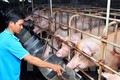 Gấp rút "cứu" đàn lợn tồn trong dân