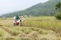 Bảo tồn và phát triển nguồn gen quý lúa Nếp cái hạt cau